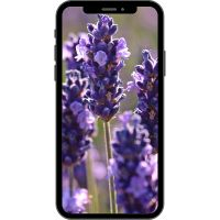 Lavanda